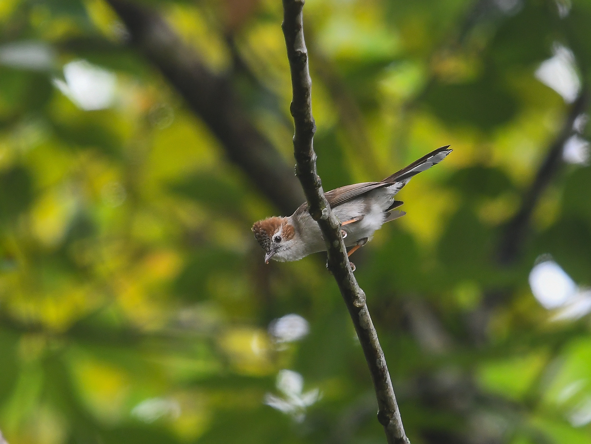 Striated Yuhina (Staphida castaniceps), photo 10