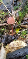 Mycena mariae