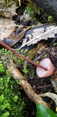 Mycena mariae