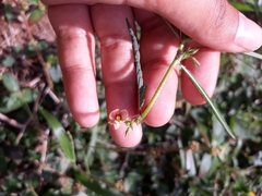 Aeschynomene sensitiva