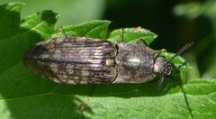 Actenicerus siaelandicus