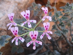 Pelargonium echinatum