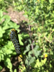 Cucullia scrophulariae