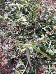 Aeschynomene sensitiva