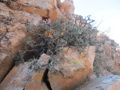 Pelargonium echinatum