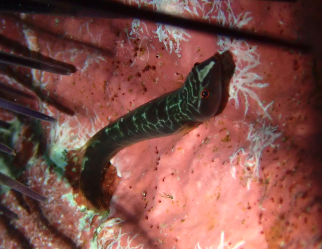 Smalldisc Clingfish