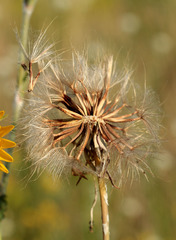 Tragopogon dasyrhynchus