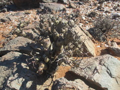Pelargonium crithmifolium
