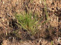 Cleistogenes squarrosa