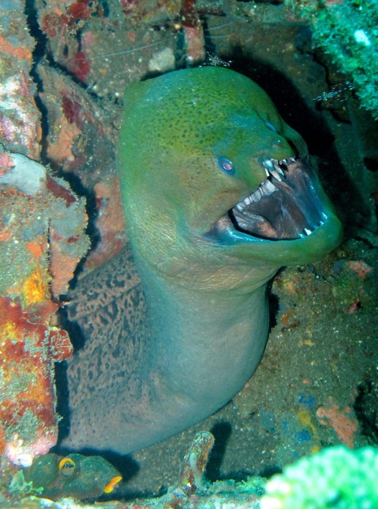 Giant moray