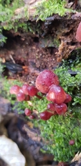 Mycena mariae