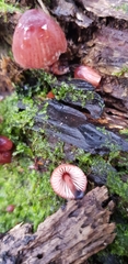 Mycena mariae