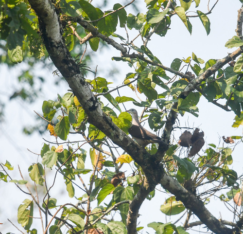 Pale-capped Pigeon (Columba punicea)
