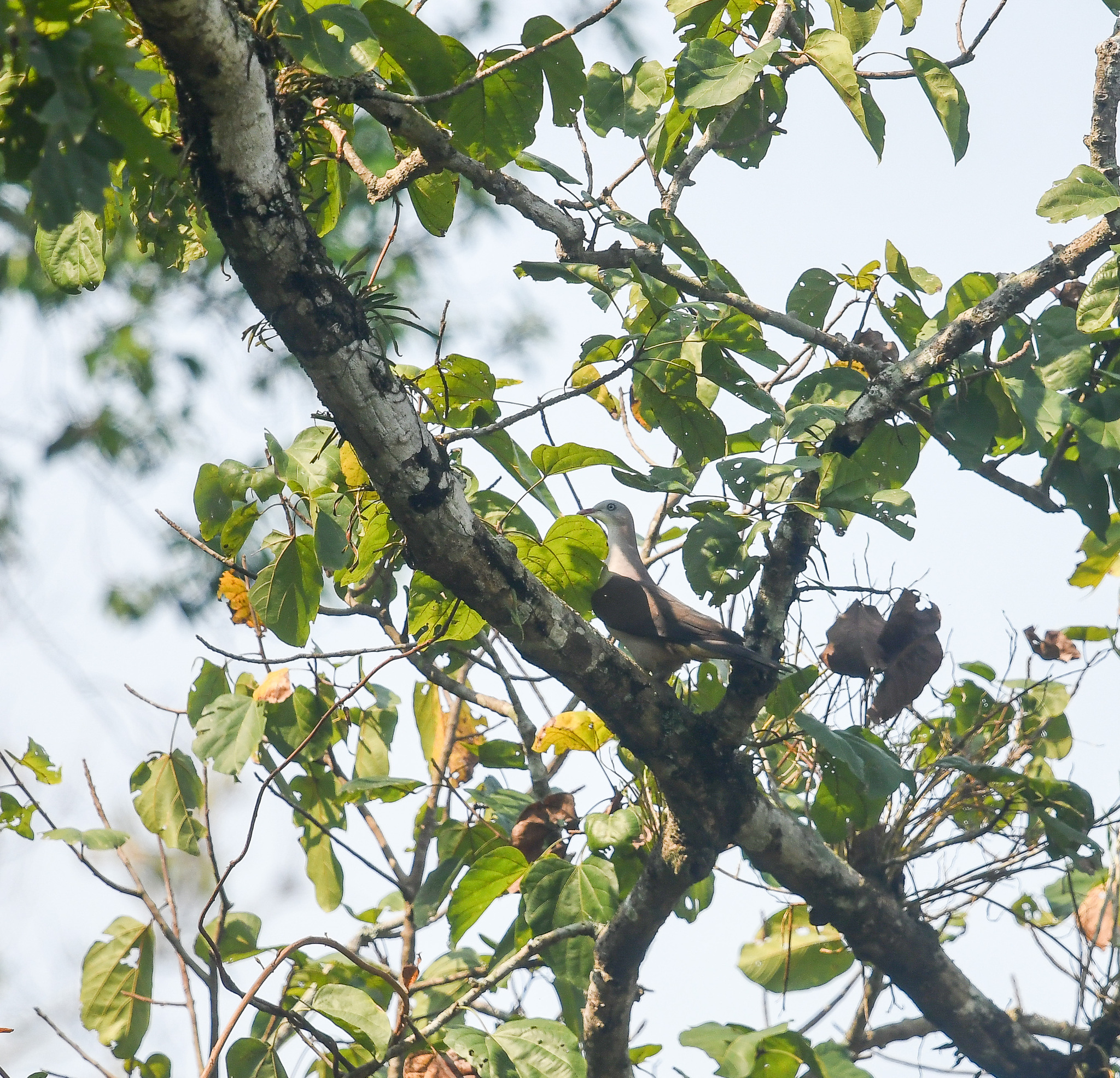 Pale-capped Pigeon (Columba punicea), photo 1