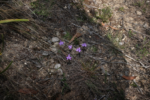 Image of Glossodia minor by (c) Greg Tasney, some rights reserved (CC BY-SA)