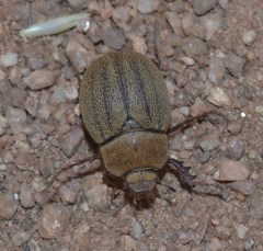 Phyllophaga lanceolata