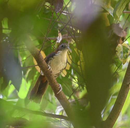 Large Scimitar Babbler (Erythrogenys hypoleucos), photo 9