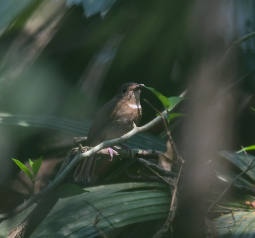 White-tailed Flycatcher (Leucoptilon concretum), photo 5