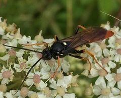 Amblyjoppa fuscipennis