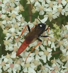 Amblyjoppa fuscipennis