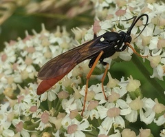 Amblyjoppa fuscipennis