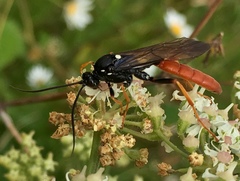 Amblyjoppa fuscipennis