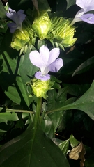 Barleria strigosa