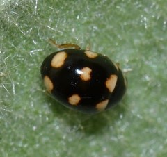 Brachiacantha uteella