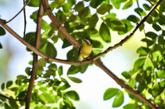 Ornithion semiflavum