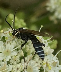 Ctenichneumon panzeri