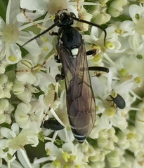 Ctenichneumon panzeri
