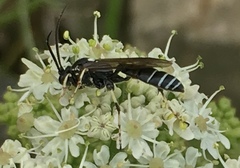Ctenichneumon panzeri
