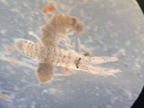 Monocorophium insidiosum