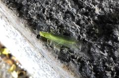 Tropidomantis gressitti