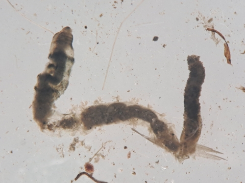 Arenicola mediterranea