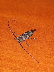 Acanthocinus griseus
