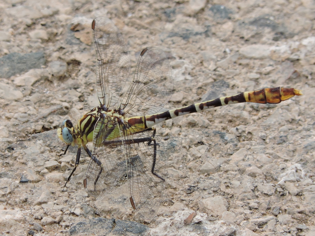 Flag-tailed Spinyleg