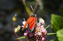 Zygaena rubicundus
