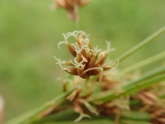Cladium mariscus mariscus