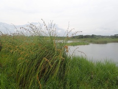 Cladium mariscus mariscus