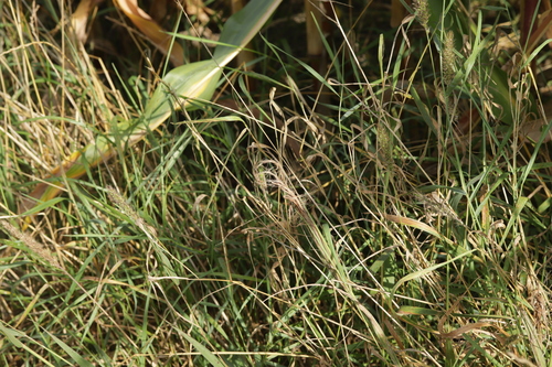 Sclerospora graminicola, 2024-09-07