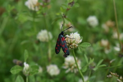 Zygaena filipendulae
