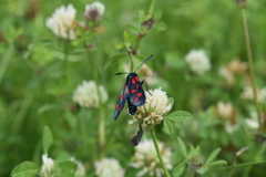 Zygaena filipendulae