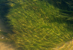 Zannichellia palustris