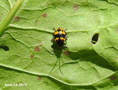 Gallerucida bifasciata