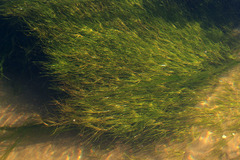 Zannichellia palustris