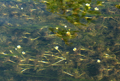 Ranunculus circinatus
