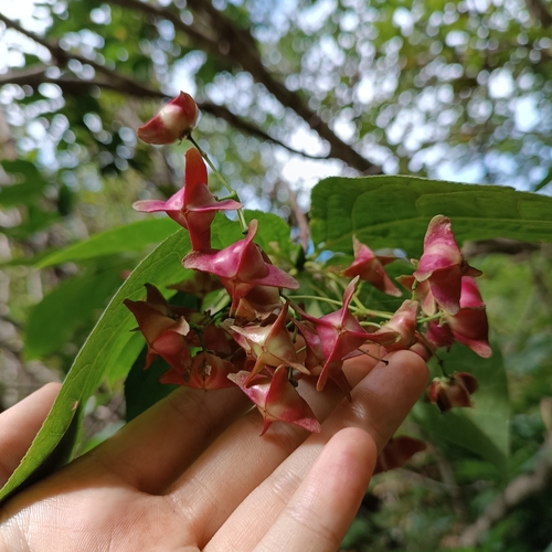 Euonymus macropterus iNat (1)