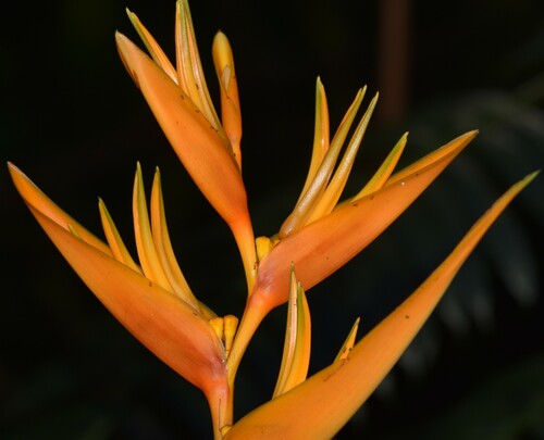 Heliconia psittacorum × spathocircinata