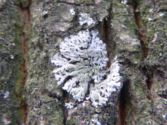 Physcia dubia